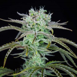 Semillas Strawberry Banana Feminizada