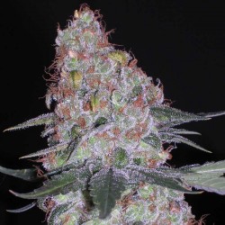 Semillas Blueberry Skunk Feminizada