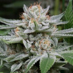 Semillas Gorilla Glue Feminizada